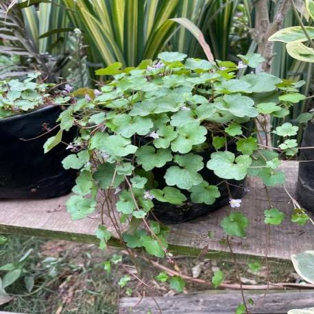Cymbalaria muralis