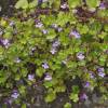 Cymbalaria muralis