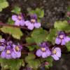 Cymbalaria muralis