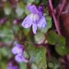Cymbalaria muralis