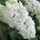 Hydrangea quercifolia 'Snowflake'