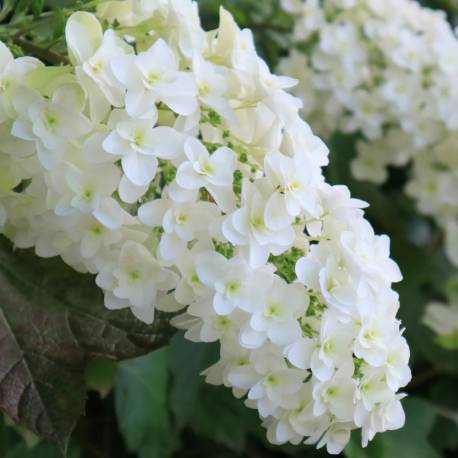 Hydrangea quercifolia 'Snowflake'