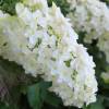 Hydrangea quercifolia 'Snowflake'