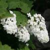 Hydrangea quercifolia 'Snowflake'