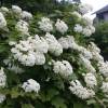 Hydrangea quercifolia 'Snowflake'