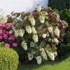 Hydrangea quercifolia 'Snowflake'