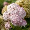 Hydrangea arborescens 'Candybelle Bubblegum'