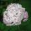 Hydrangea arborescens 'Candybelle Bubblegum'
