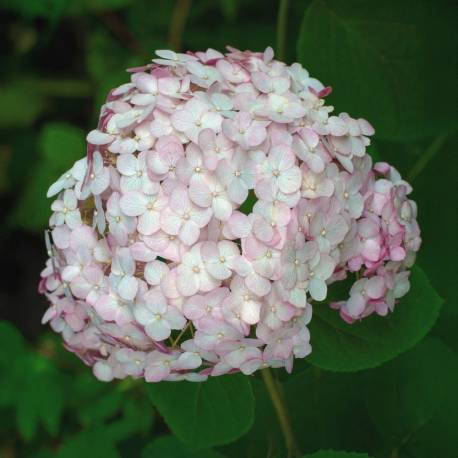 Hydrangea arborescens 'Candybelle Bubblegum'