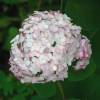 Hydrangea arborescens 'Candybelle Bubblegum'