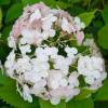 Hydrangea arborescens 'Candybelle Bubblegum'