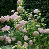 Hydrangea arborescens 'Candybelle Bubblegum'