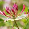 Lonicera japonica 'Harlequin'