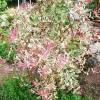 Lonicera japonica 'Harlequin'