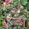 Lonicera japonica 'Harlequin'