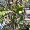 Lonicera japonica 'Harlequin'