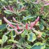 Lonicera japonica 'Harlequin'