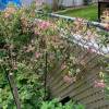 Lonicera japonica 'Harlequin'