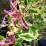 Lonicera japonica 'Harlequin'