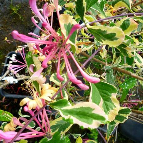 Lonicera japonica 'Harlequin'