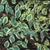 Lonicera japonica 'Harlequin'
