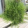 Lippia nodiflora (Phyla nodiflora)