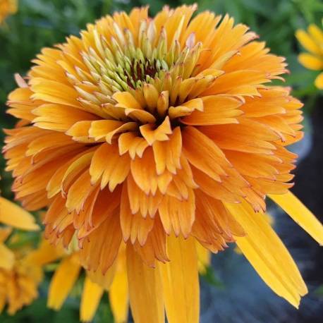 Echinacea purpurea 'Marmalade'