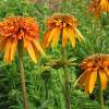 Echinacea purpurea 'Marmalade'
