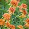 Echinacea purpurea 'Marmalade'