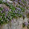 Cymbalaria muralis