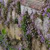 Cymbalaria muralis