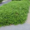 Ruellia brevifolia