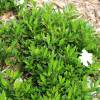 Ruellia brevifolia