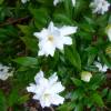 Ruellia brevifolia