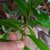 Ruellia brevifolia