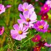 Cosmos bipinnatus