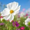 Cosmos bipinnatus