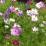 Cosmos bipinnatus