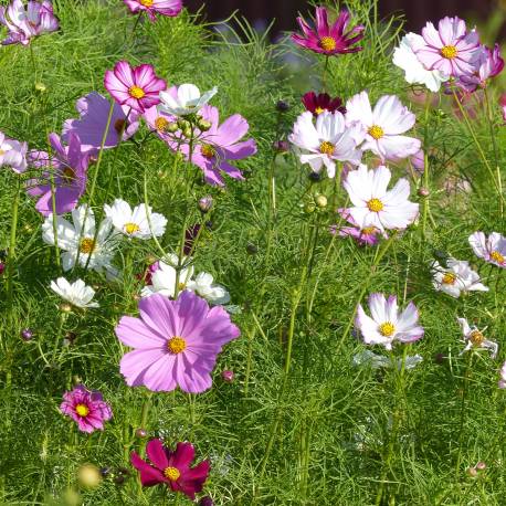 Cosmos bipinnatus