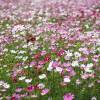 Cosmos bipinnatus