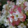 Hydrangea quercifolia 'Snowflake'