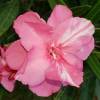 Nerium oleander 'Mrs. Isadore Dyer'