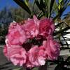 Nerium oleander 'Mrs. Isadore Dyer'