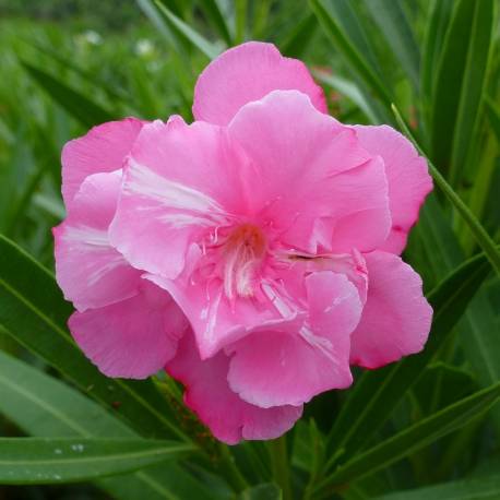 Nerium oleander 'Mrs. Isadore Dyer'