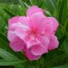 Nerium oleander 'Mrs. Isadore Dyer'