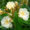 Nerium oleander 'Luteum Plenum'