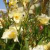 Nerium oleander 'Luteum Plenum'