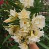 Nerium oleander 'Luteum Plenum'