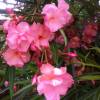 Nerium oleander 'Double Pink'