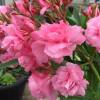 Nerium oleander 'Double Pink'
